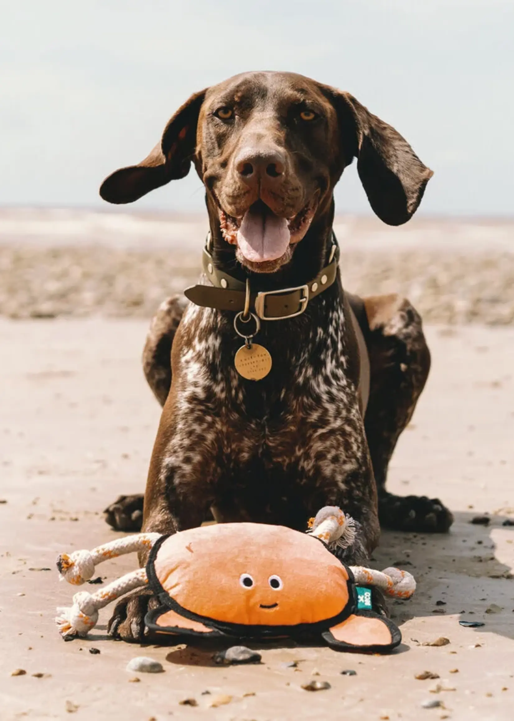 Beco  dogtoy Crab