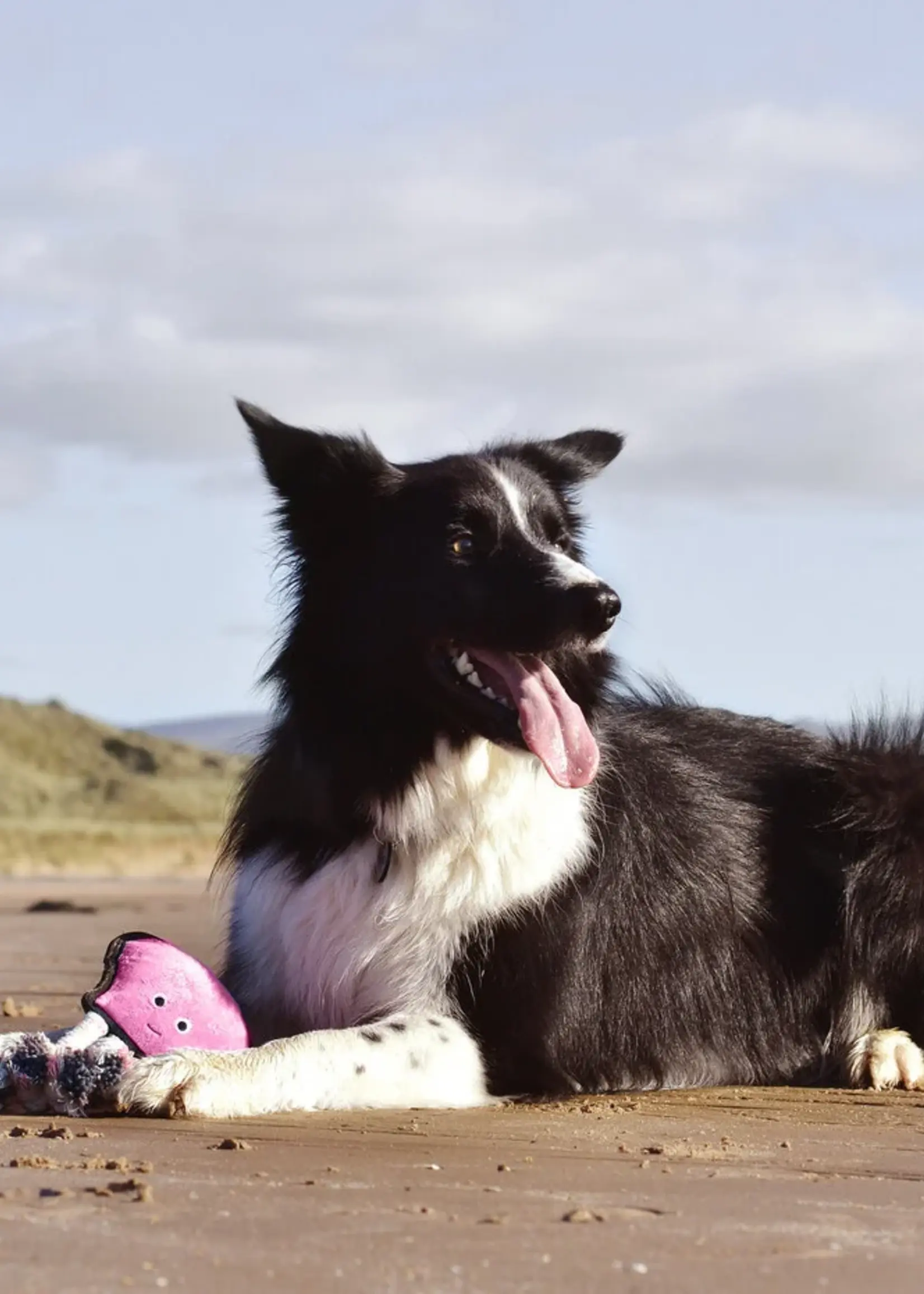 Beco dog toy Octopus