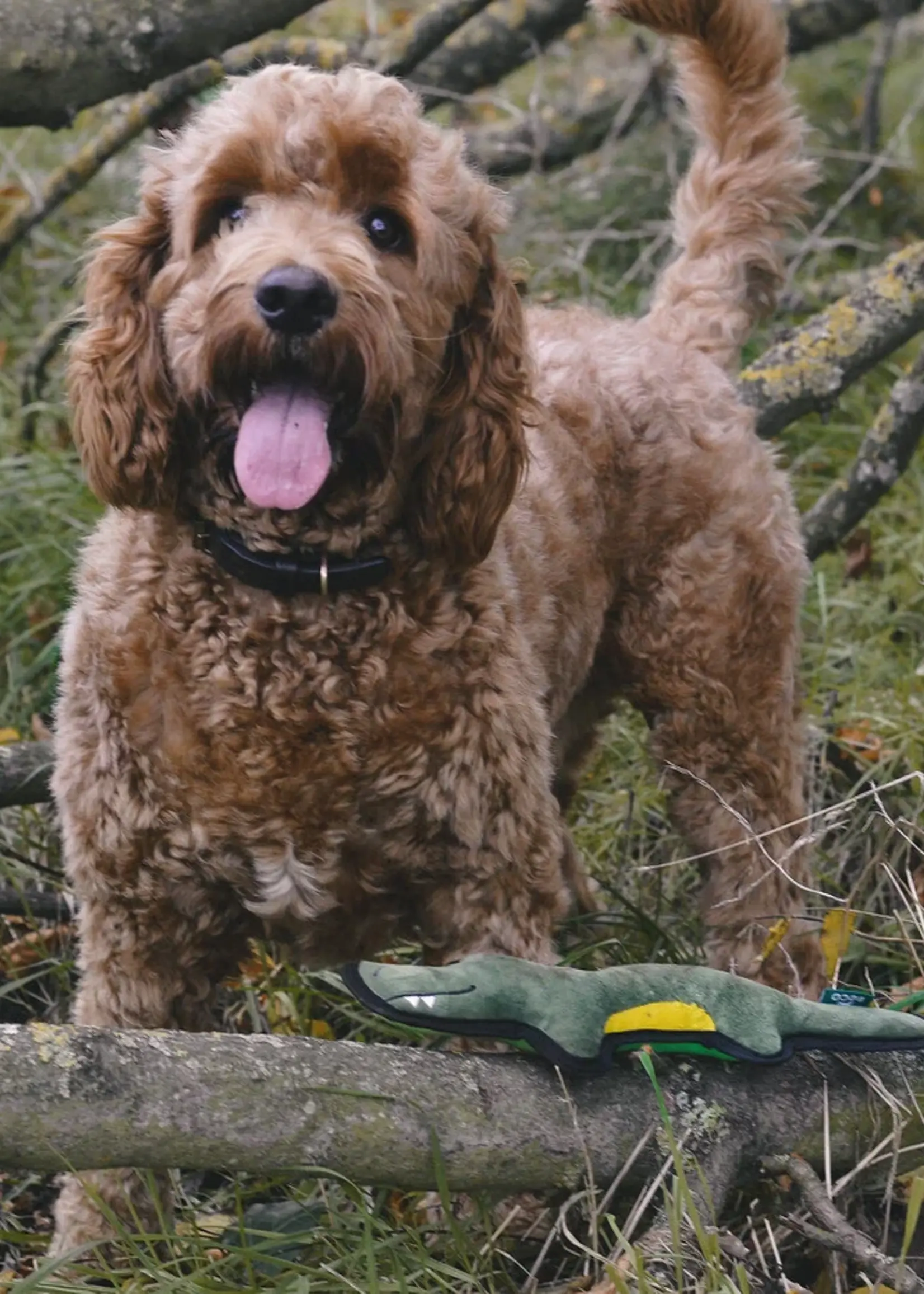 Beco Dog toy Krokodil