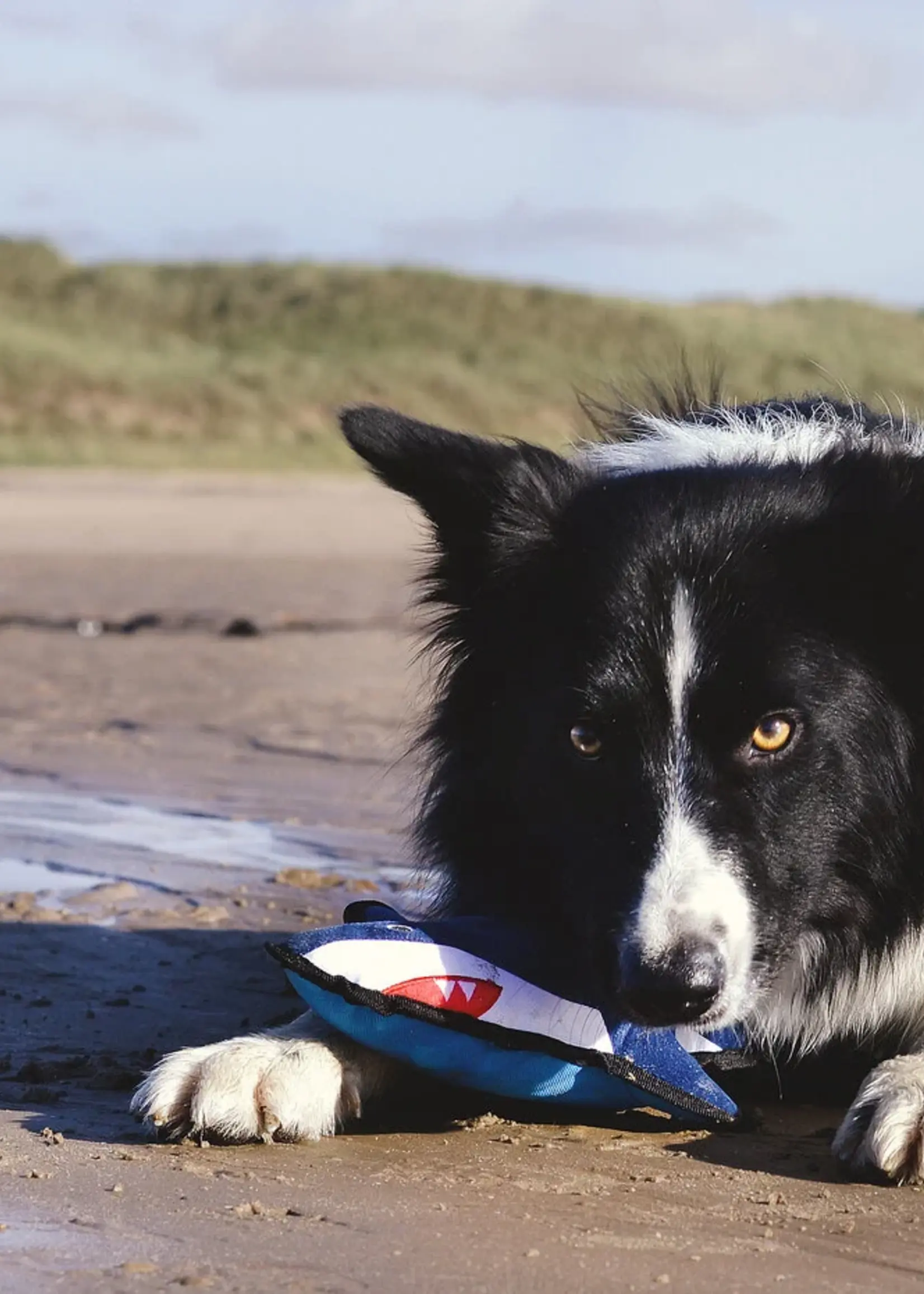 Beco honden speeltje Haai