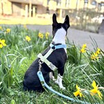 Harnesses + Matching leashes