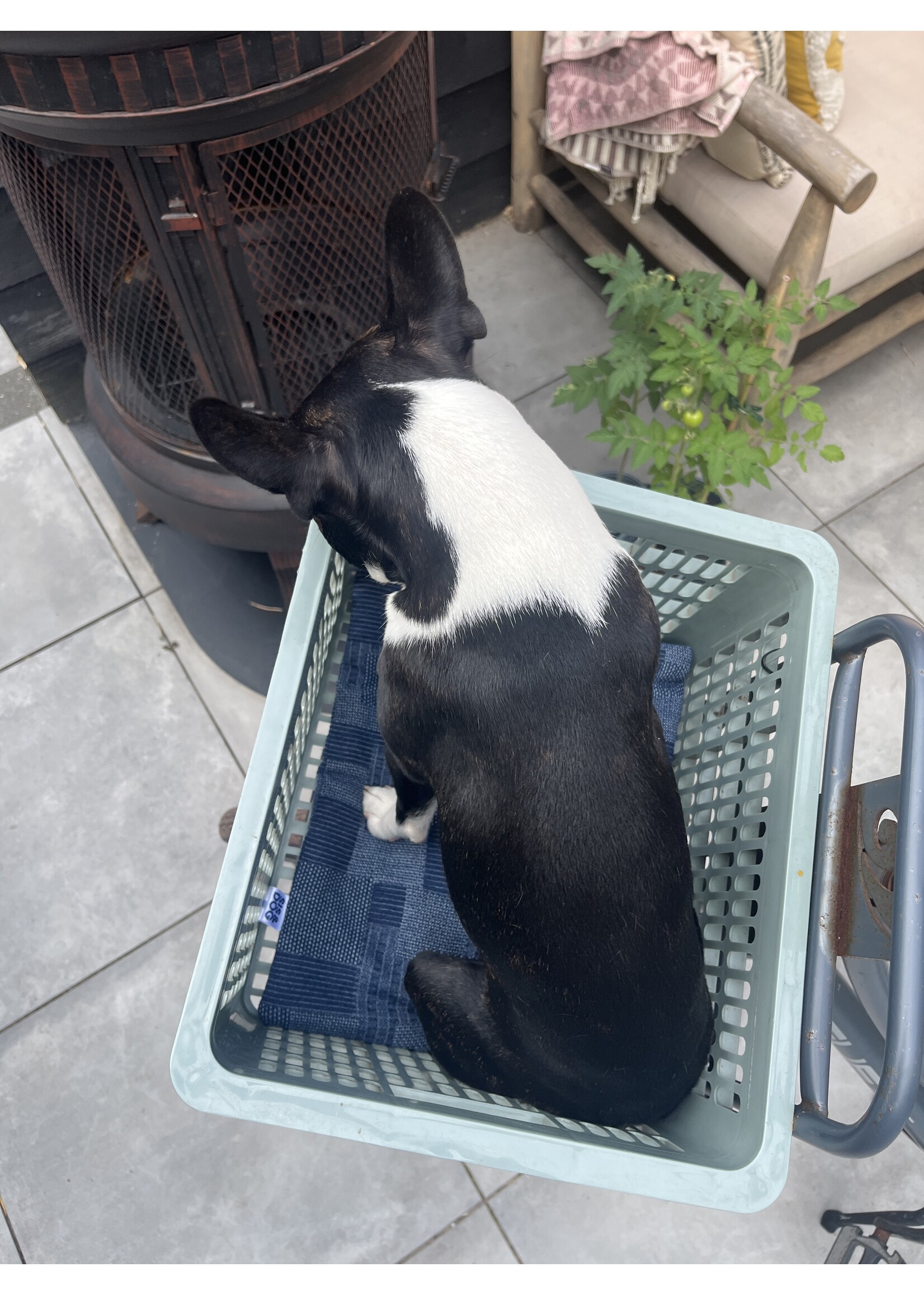 Petrol dog bicycle basket pillow