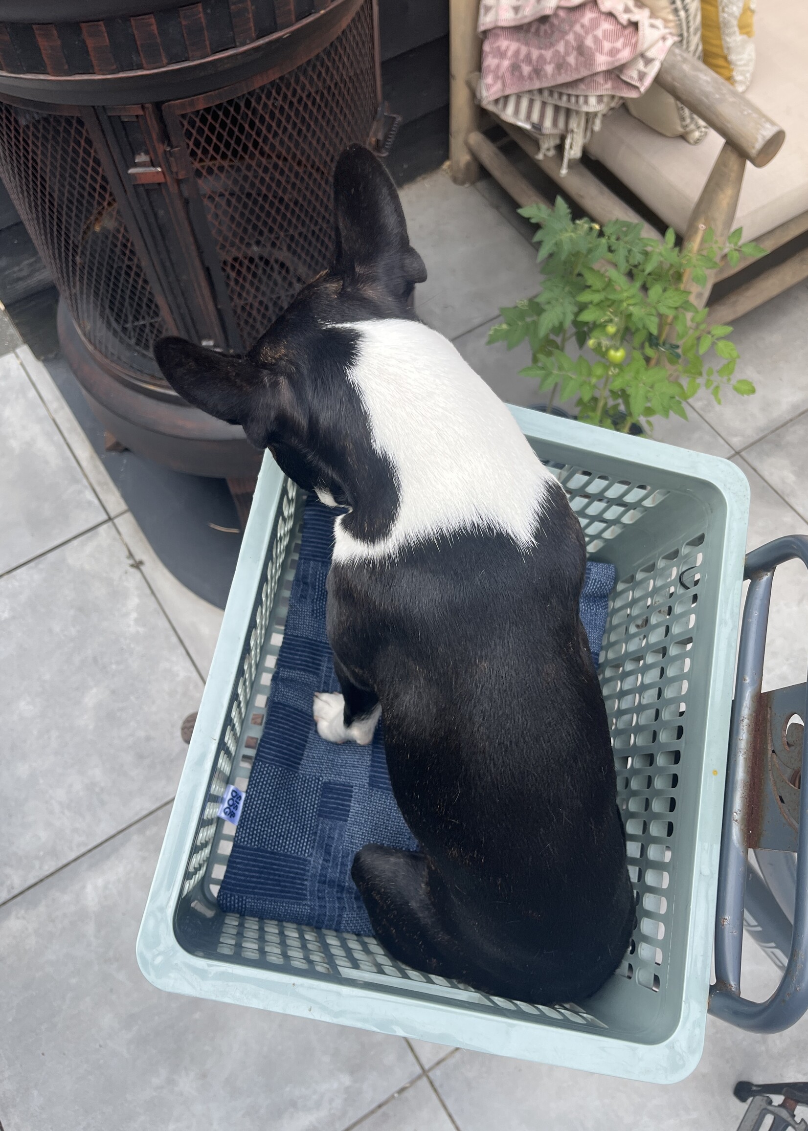 Desert dog bicycle basket pillow