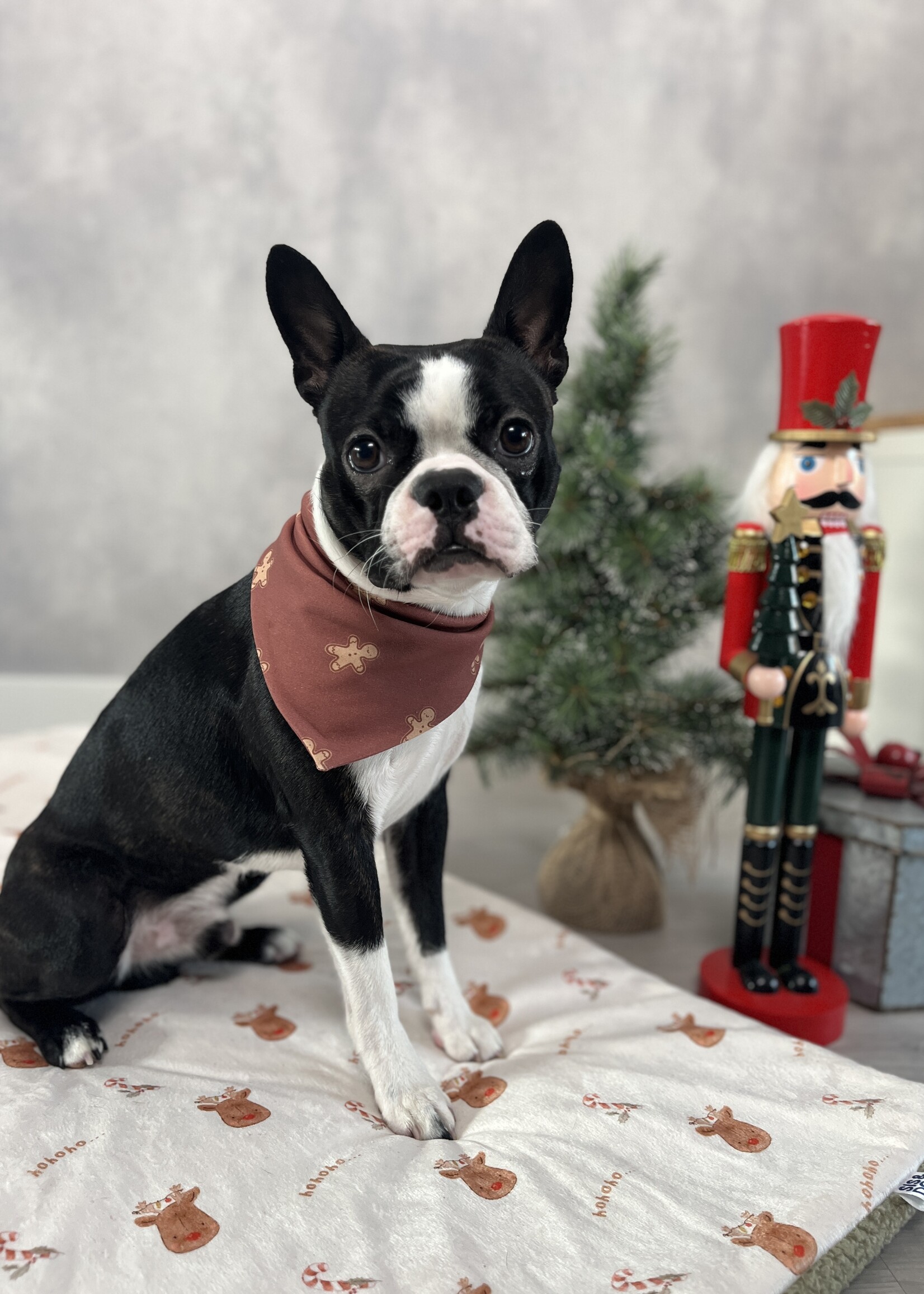 Gingerman Christmas Bandana