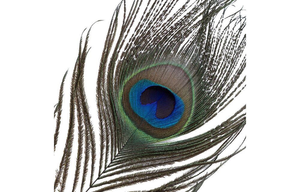 Sevanda Pauwenveer Kietelaar – Luxe & Sensueel Accessoire