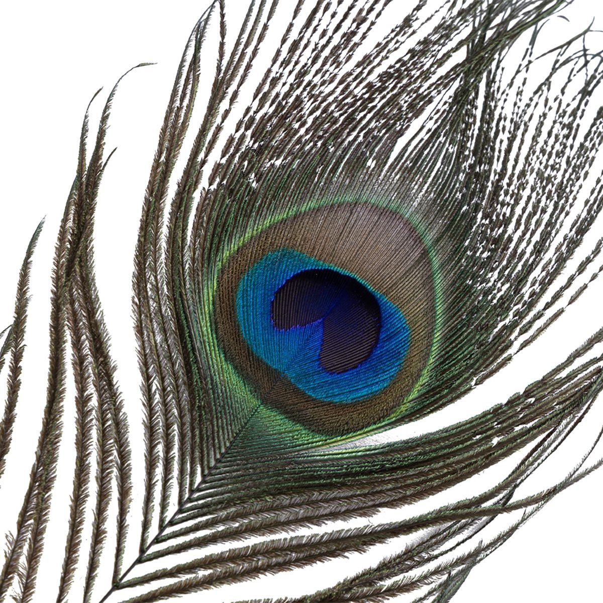 Natural Peacock Flirting Feather Tickler