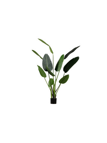 WOOOD. Strelitzia Kunstplant Groen 164cm