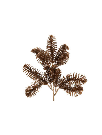 PTMD PTMD | Tak bruin