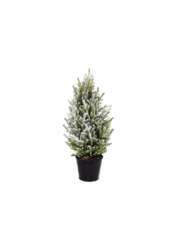 Home society Home Society | Kerstboom aure 50cm