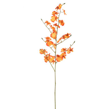 PTMD PTMD | Tijgerorchidee oranje