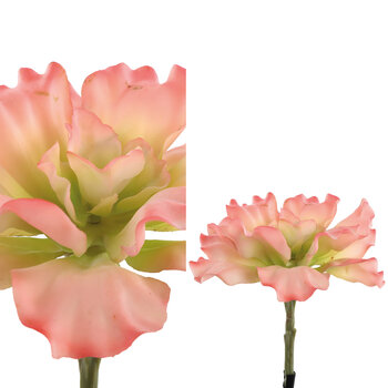PTMD PTMD | Vetplant echeveria roze krullend