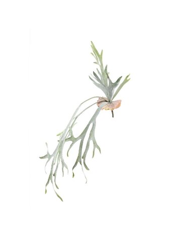 PTMD PTMD | Kunstplant staghorn groen