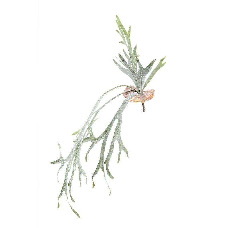PTMD PTMD | Kunstplant staghorn groen