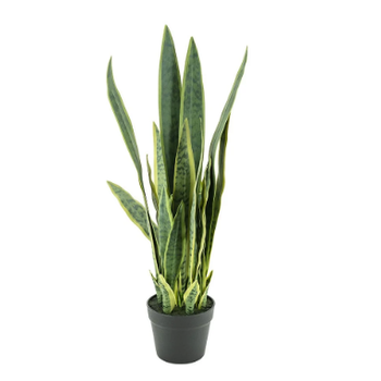 By Boo By Boo | Sansevieria 78cm