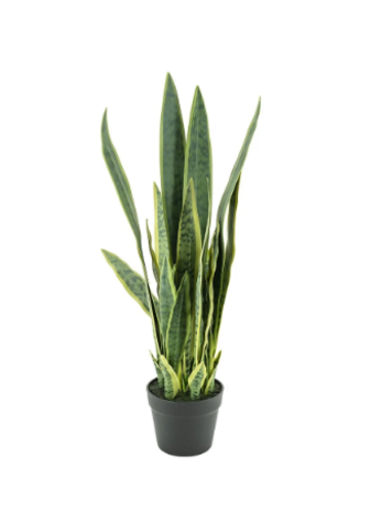 By Boo By Boo | Sansevieria 78cm