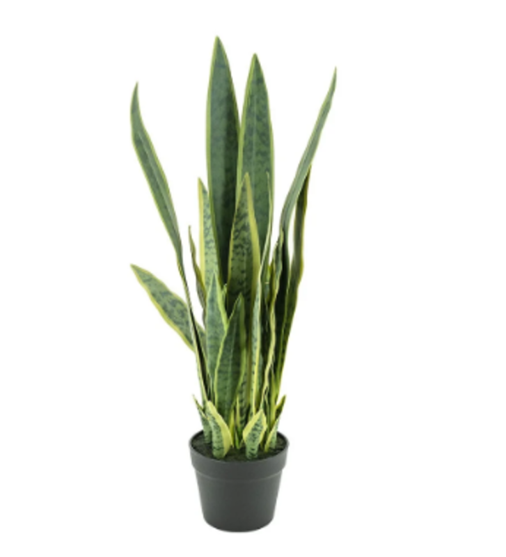 By Boo By Boo | Sansevieria 78cm
