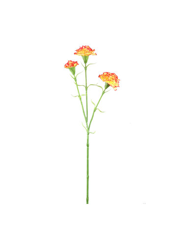 PTMD PTMD | Anjer oranje