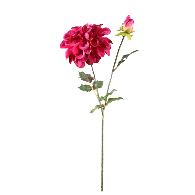 PTMD PTMD | Dahlia roze