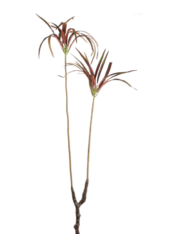 PTMD PTMD | Yukka bordeaux