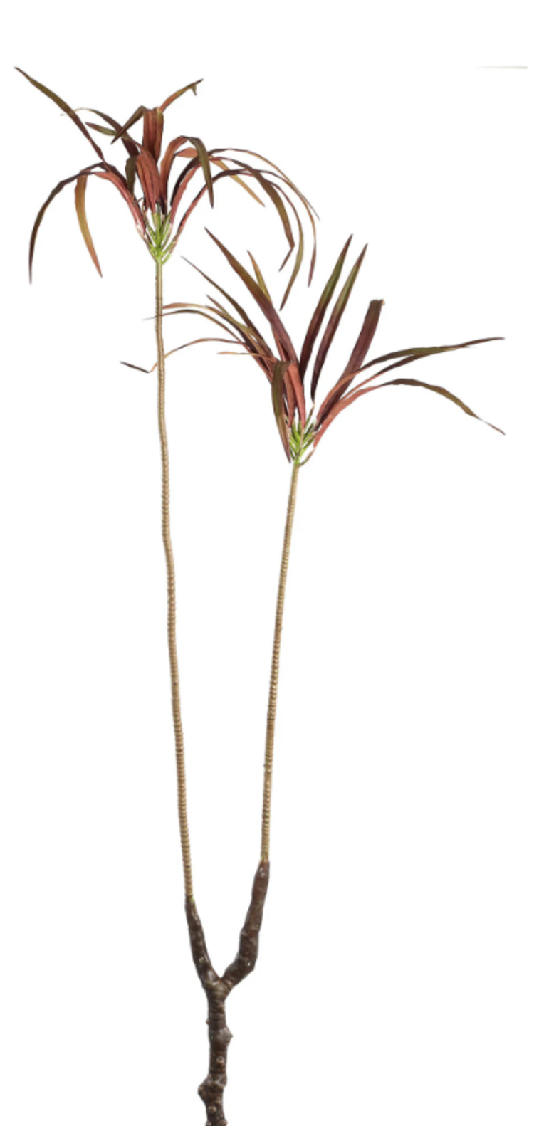 PTMD PTMD | Yukka bordeaux