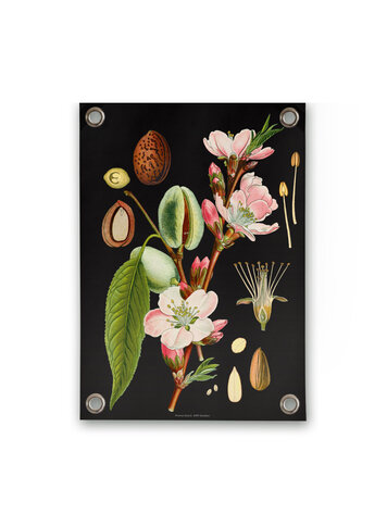 Villa Madelief VM | Tuinposter botanisch amandel