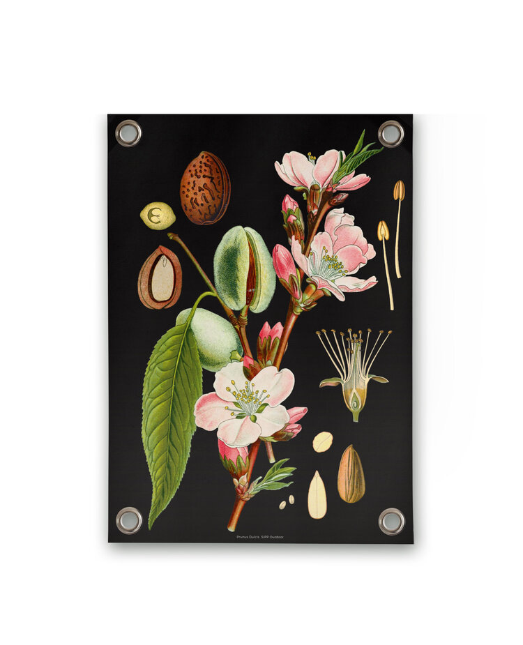 Villa Madelief VM | Tuinposter botanisch amandel