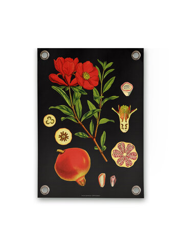 Villa Madelief VM | Tuinposter botanisch granaatappel