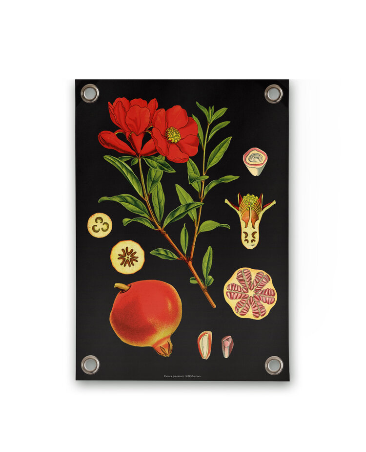 Villa Madelief VM | Tuinposter botanisch granaatappel