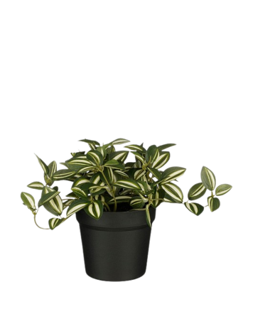 Stijl28 | Tradescantia in pot groen 16cm