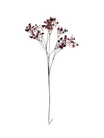 Selected by Selected by | Gypsophila burgundy 70cm