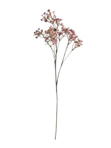 Selected by Selected by | Gypsophila ant. pink 70cm