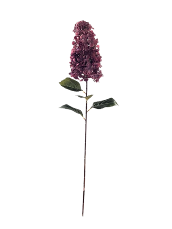 Selected by Selected by | Hydrangea paniculata pink 90cm