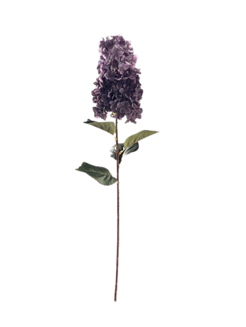 Selected by Selected by | Hydrangea paniculata aubergine 90cm