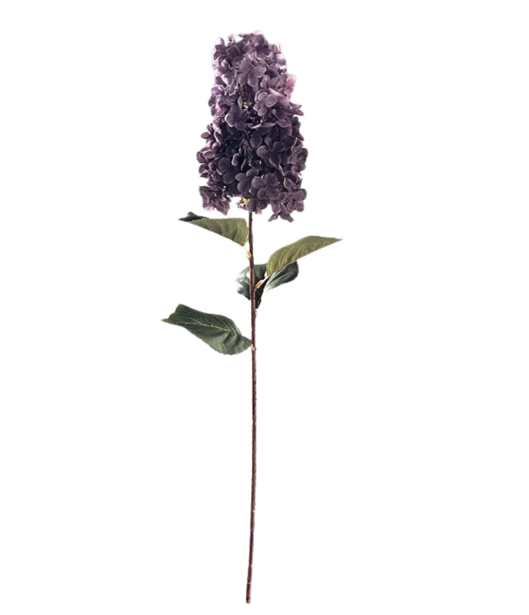 Selected by Selected by | Hydrangea paniculata aubergine 90cm