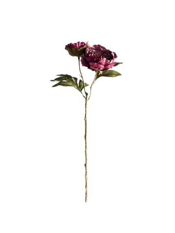 Selected by Selected by | Peony double dark purple 60cm