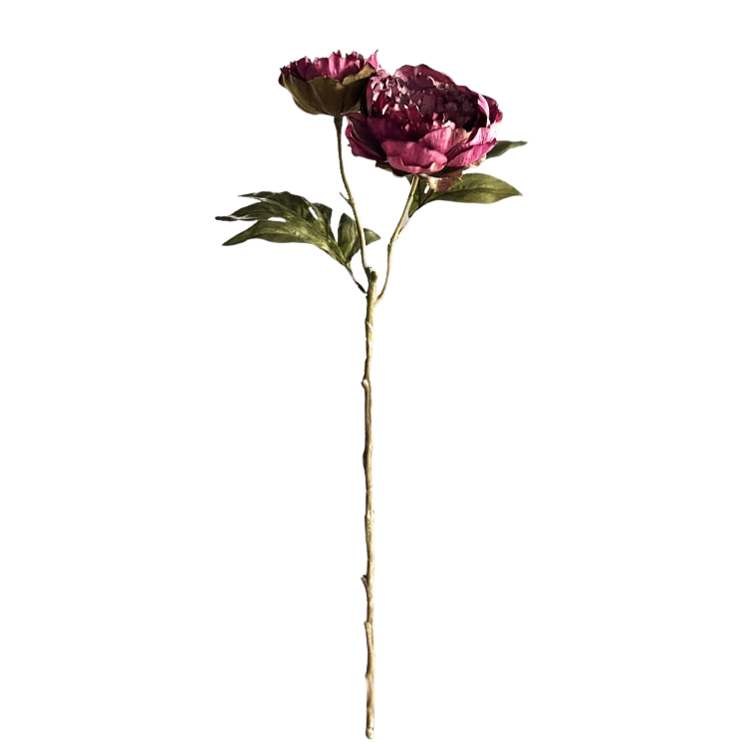 Selected by Selected by | Peony double dark purple 60cm