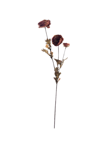 Selected by Selected by | Ranunculus grande brown 90cm