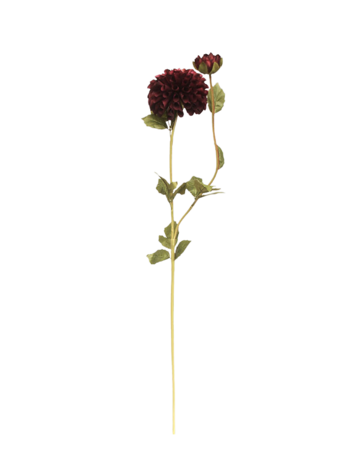 Selected by Selected by | Dahlia claret 80cm