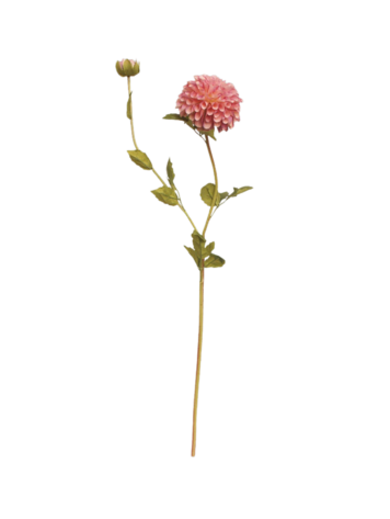 Selected by Selected by | Dahlia fading purple 80cm