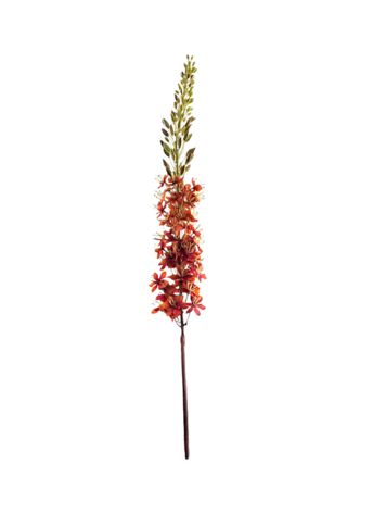 Selected by Selected by | Eremurus orange 110cm