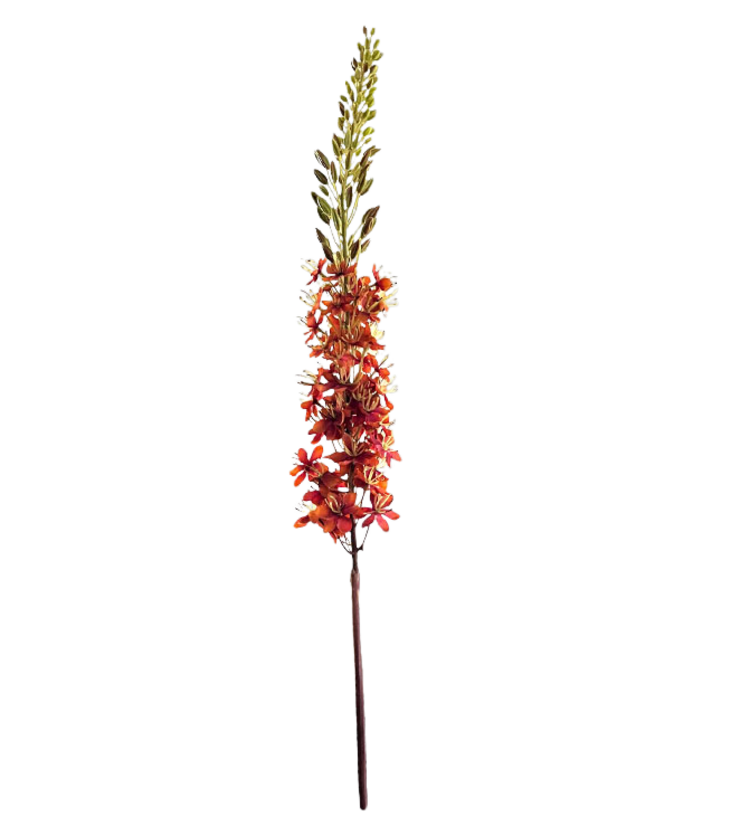 Selected by Selected by | Eremurus orange 110cm
