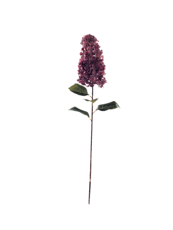 Selected by Selected by | Hydrangea paniculata pink