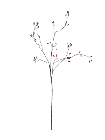 Selected by Selected by | Rose bush orange 125cm