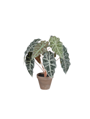 Selected by Selected by | Alocasia in pot 44cm