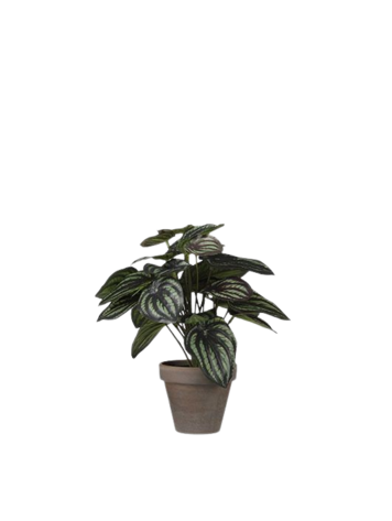 Selected by Selected by | Peperomia in pot 24cm