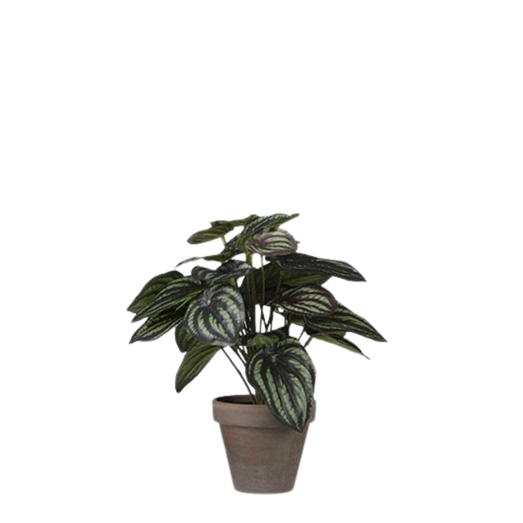 Selected by Selected by | Peperomia in pot 24cm