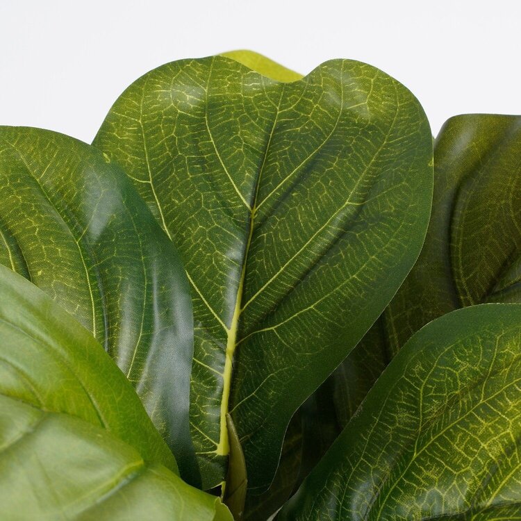 Selected by Selected by | Ficus Lyrata in pot 45cm