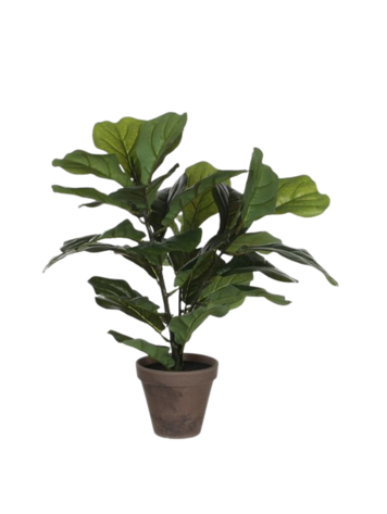 Selected by Selected by | Ficus Lyrata in pot 45cm
