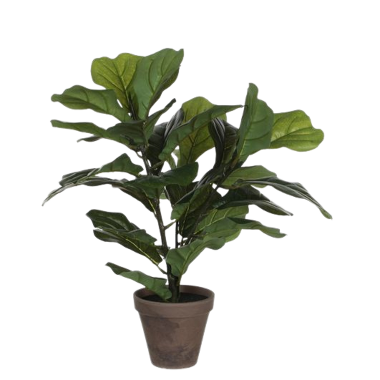 Selected by Selected by | Ficus Lyrata in pot 45cm