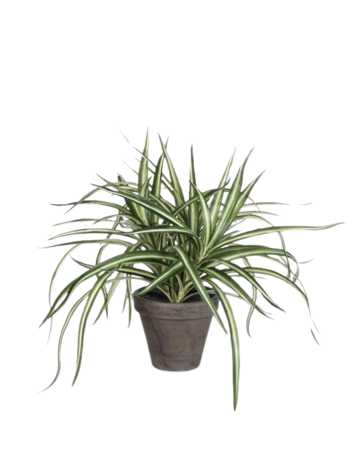 Selected by Selected by | Dracaena in pot 40cm